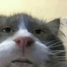 cats car.gif