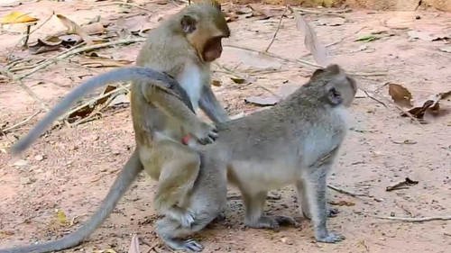 gambar monyet nikah 2.jpg