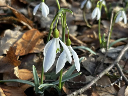 634771405 1530781465521731 8137443289340466904 n.jpg?stp=cp6 dst jpg s590x590 tt6& nc cat=108&ccb=1 .jpg