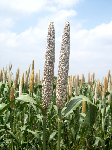 image search 1770987271888.jpg.jpg