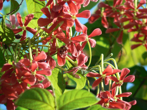 61VCdeP2KFL. SL1024 .jpg