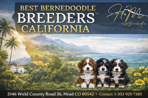 From Puppy Love to Perfect Companions: California’s Best Bernedoodles.png