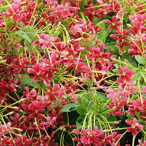 no perennial yes madhabilata flo.jpg