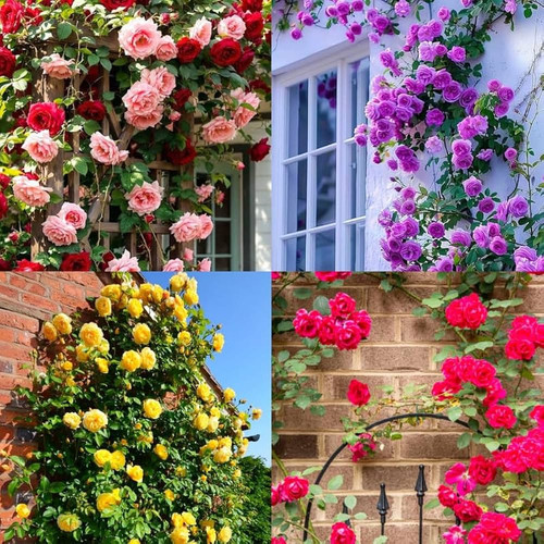 719FVMRVWwL. AC UF1000,1000 QL80 .jpg