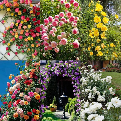 713bRxKKyYL. AC UF1000,1000 QL80 .jpg