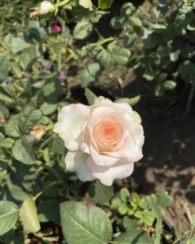 2021 10 15 13 57 img 0269 774865af 7cad 4855 a538 5bd2663ad35e.webp