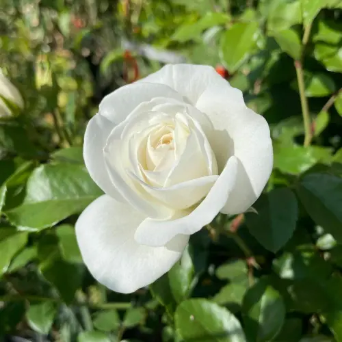 cloud farm rare white double rose plant flowering plants flowers garden hybrid button rose plant cf .webp