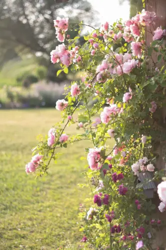 pink climbing roses cottage garden evening light pink climbing roses evening light 98891934.webp