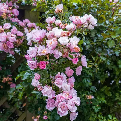 Creeping rose e1680517943453.webp