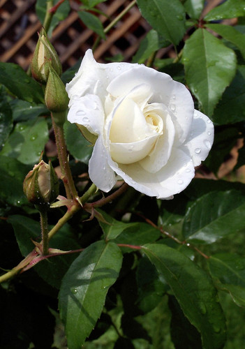 rose 5585375 1280.jpg