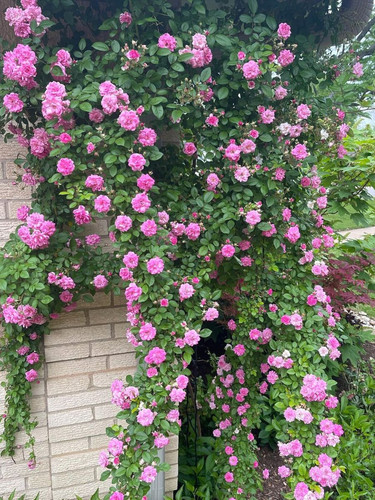 Peggy Martin climbing rose.jpg