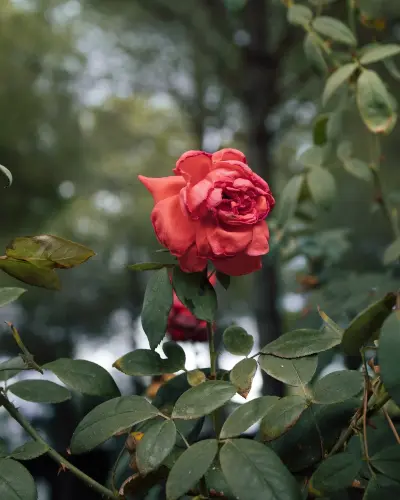 rose 9939147 1280.webp