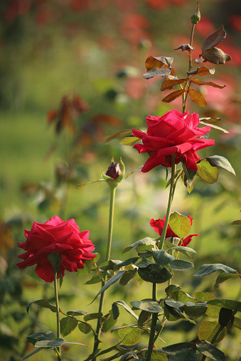 istockphoto 1398093092 170667a.jpg