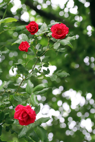 rose petal flowers beautiful pretty flowers nature.jpg