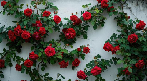 shrub of red roses growing over a textured white wall photo.jpg