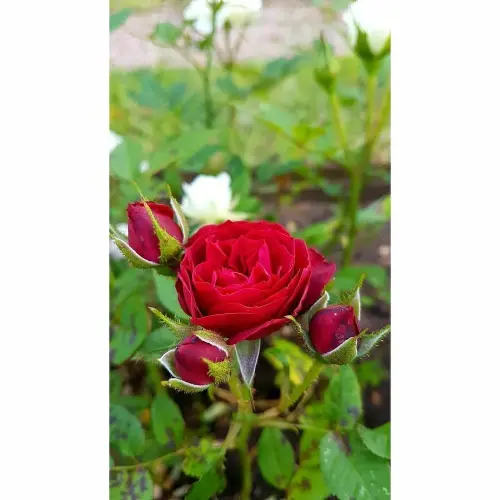 rare grafted red rose gulab flower live plant decorative fragrant outdoor perinnial plant for balcon.webp