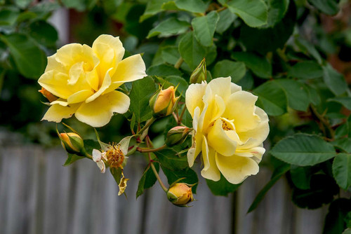 rose colors 4175293 hero a79624df1730467abb9396ff31db8caa.jpg