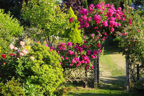 ms climbing roses primary getty a1521988f51142b4a98f4f13f2e09520.jpg