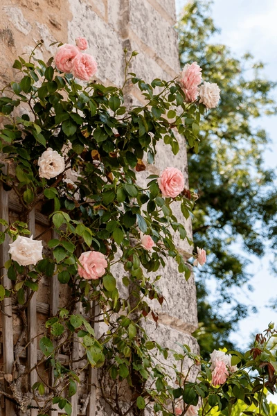 roses chateau french garden dordogne 600nw 2591050563.webp