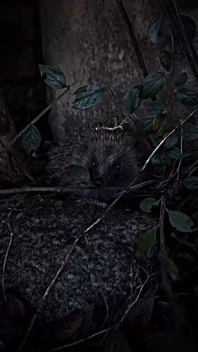 Rv6Q0jnw niD2SGm.jpg