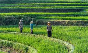sawah.jpg