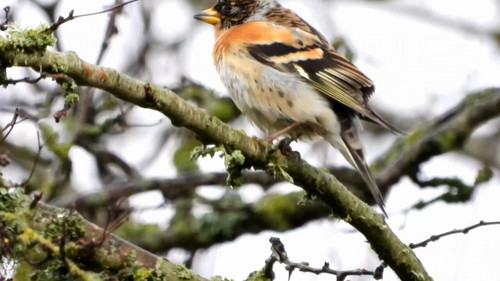 po886ffX pw2 a I.jpg