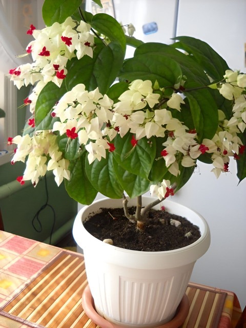 yes perennial yes bleadding hear (1).jpg