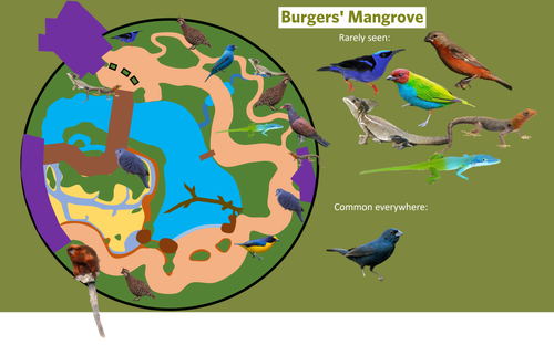 Mangrove 2.png