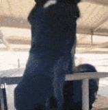 silly funny.gif