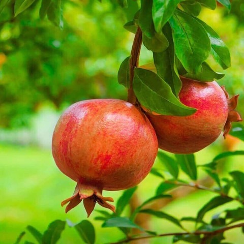 15 red anar pomegranate fruit se.jpg