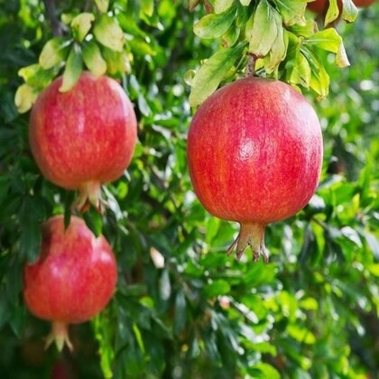 platone pomegranate plant bedana.jpg