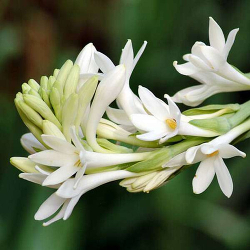 nurserylive bulbs rajnigandha tuberose bulbs 16969239363724.jpg