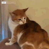 cats5