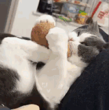 cats6