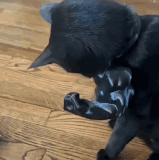 cats1.gif