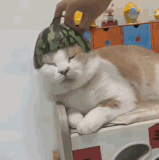 cats2a.gif
