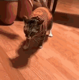 cats2c.gif