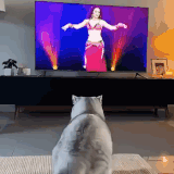 cats3.gif
