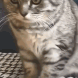 cats4.gif