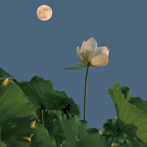 Screenshot 20260308 215957 com.ss.android.ugc.aweme edit 1078990927406519.jpg