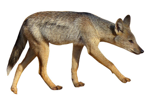 Side striped Jackal (Canis adustus) white background.jpg
