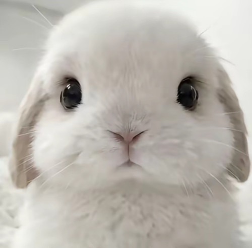 Screenshot 20260308 222411 com.ss.android.ugc.aweme edit 1080225414003912.jpg