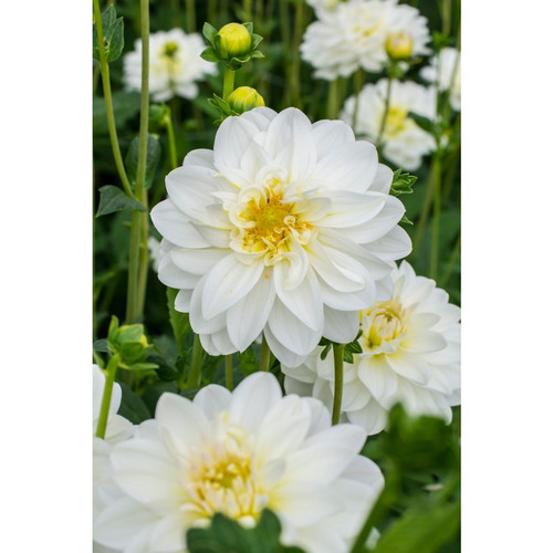 180816cre082 dahlia white onesta.jpg