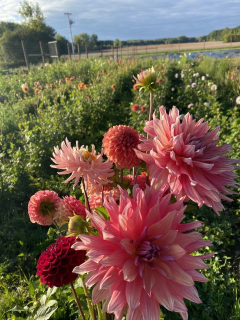 55 dahlia s121 jayanta halder original imah5nfpgphg3cky.webp