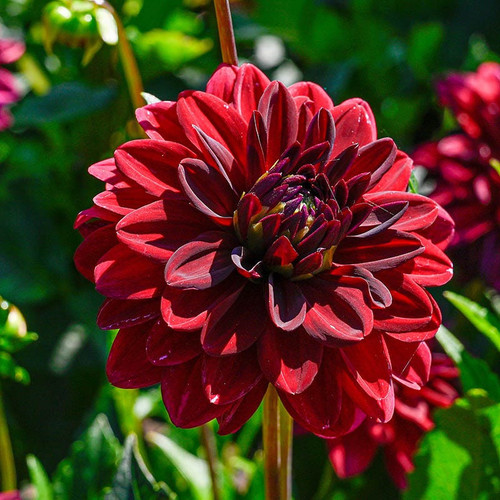 arabian night dahlia hcg 1.jpg