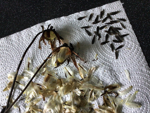 dahlia seeds.jpg