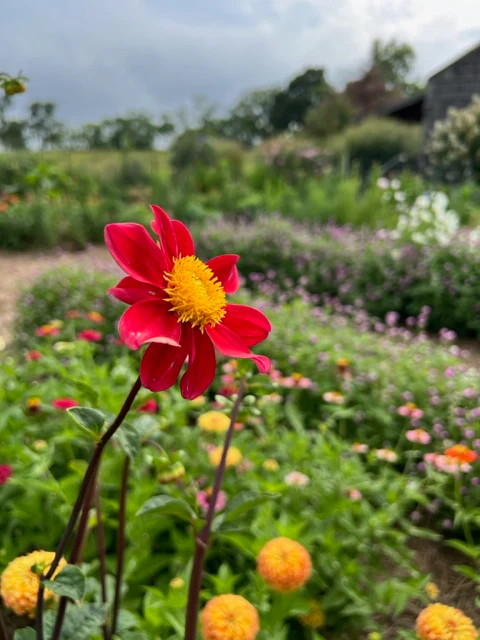 compactdahlia5.webp