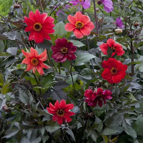 dahlia bishops children tai 1.webp