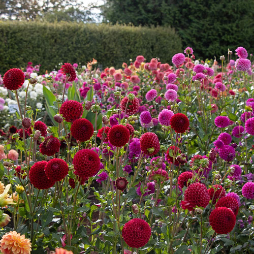 46513.jpg
