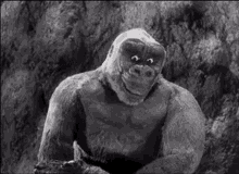 king kong confused scratching its head p8xpde1oenoyznw4.gif